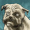 mr_jack_bulldog